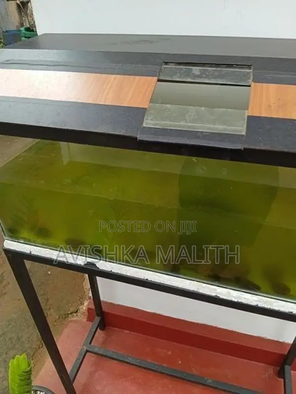 මාලු ටැංකි