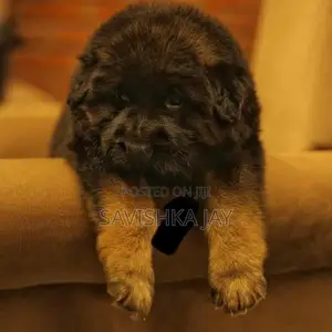 German Shepherd Long Coat Puppies
