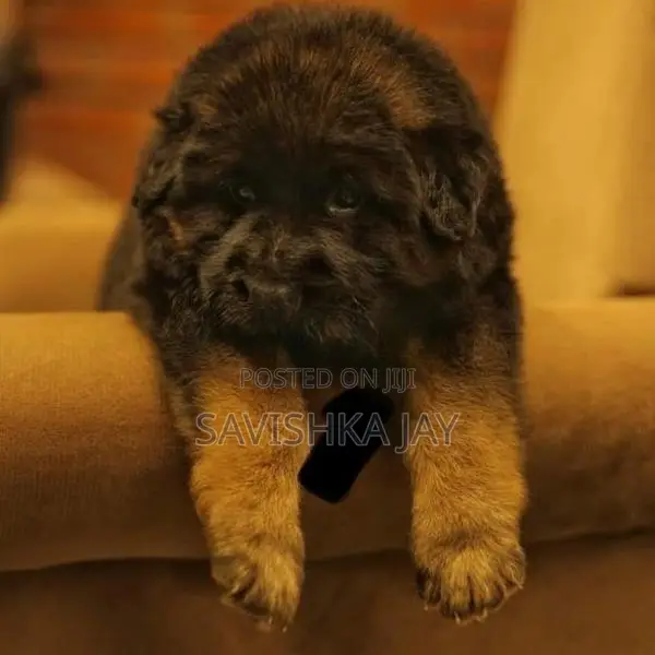 German Shepherd Long Coat Puppies