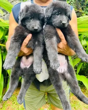 German Shepherd Puppies