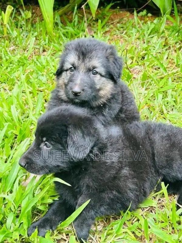 German Shepherd Puppies