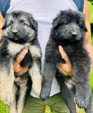 German Shepherd Puppies