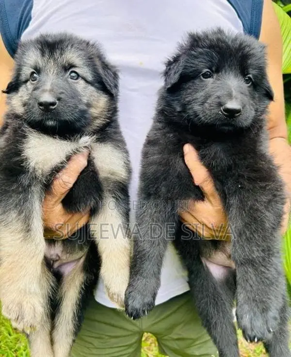 German Shepherd Puppies