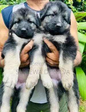 German Shepherd Puppies