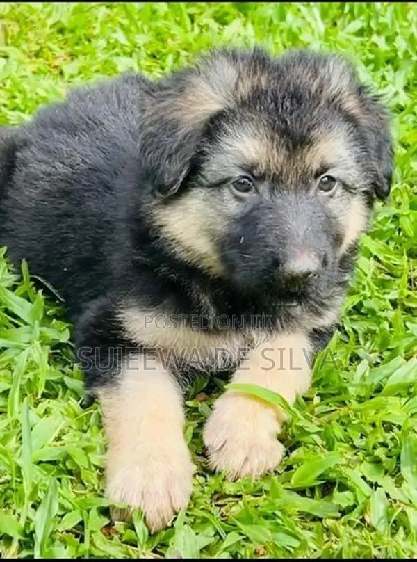 German Shepherd Puppies