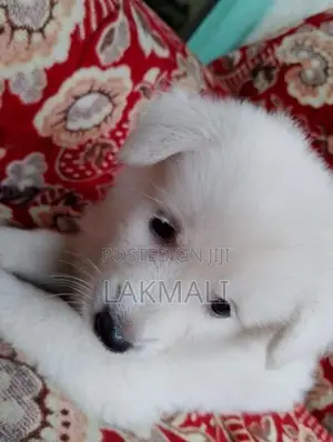 Dalmatian Rhodesian Ridgeback Japanese Spitz Dogs & Puppies in Sri Lanka for sale Prices on Jiji.lk