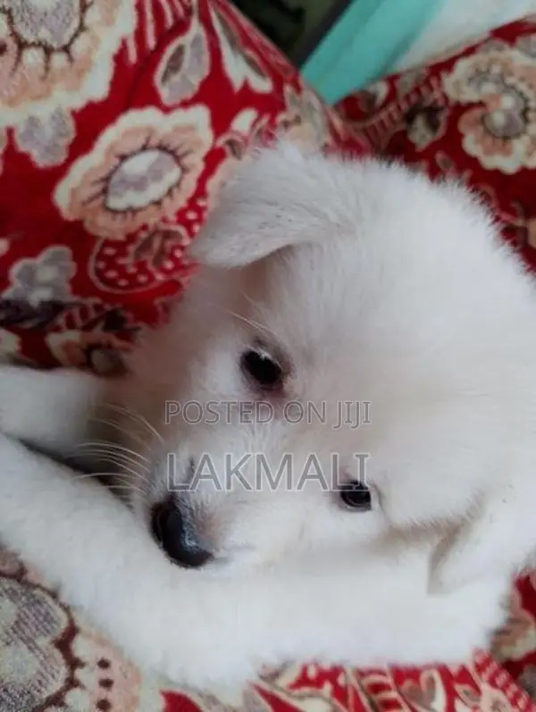 Japanese Spitz Puppy