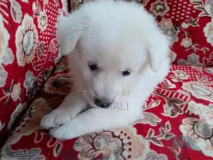Japanese Spitz Puppy