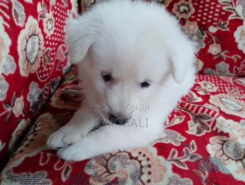 Japanese Spitz Puppy
