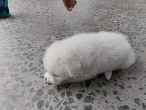 Japanese Spitz Puppy