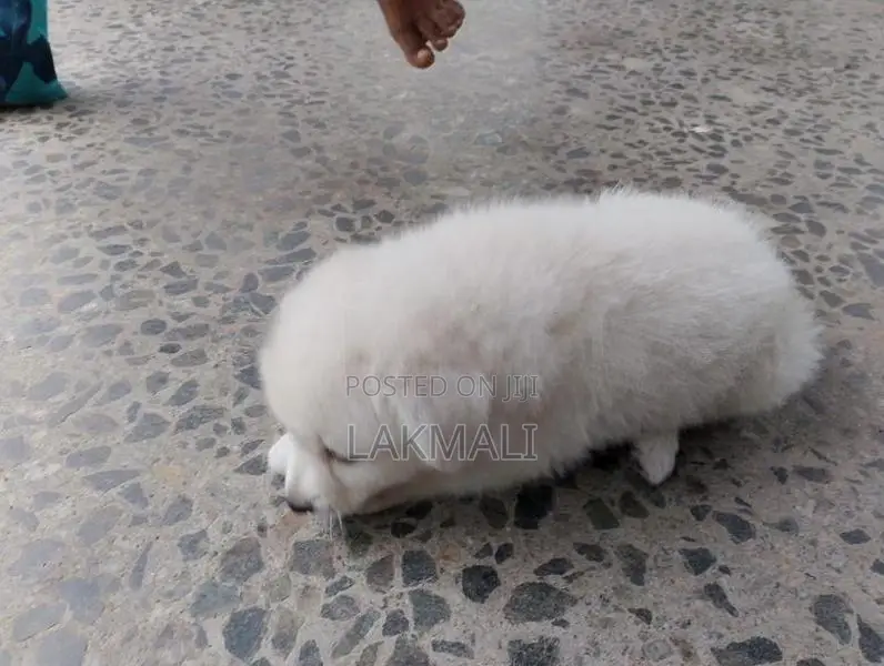 Japanese Spitz Puppy
