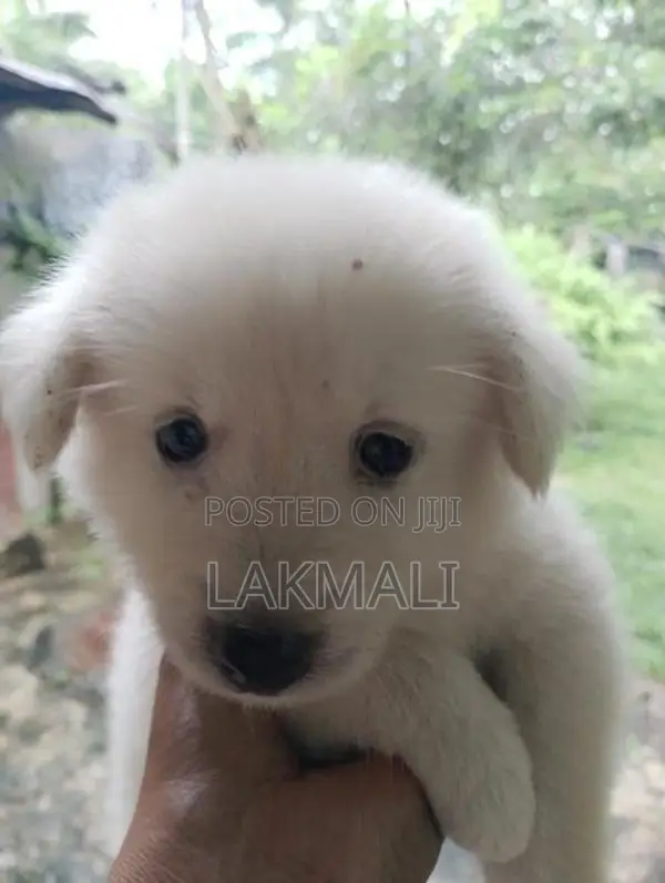 Japanese Spitz Puppy