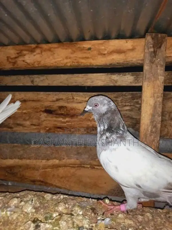 Pigeons