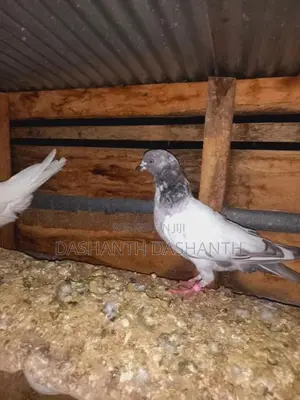 Pigeons
