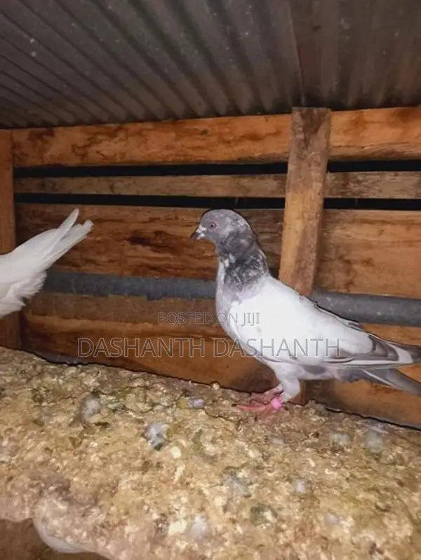 Pigeons