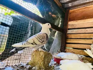 Pigeon