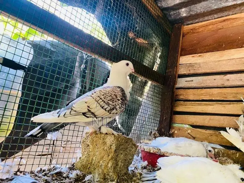 Pigeon