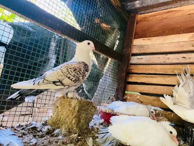 Pigeon