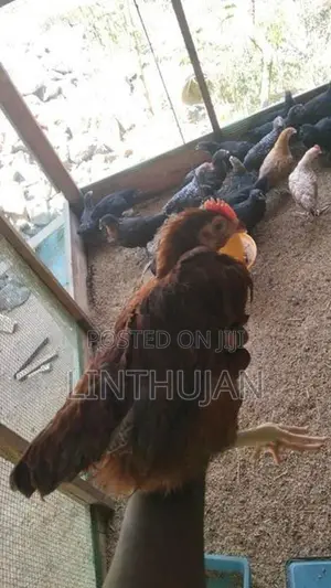 Chickens