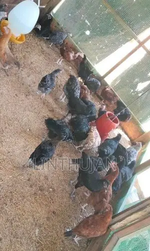 Chickens