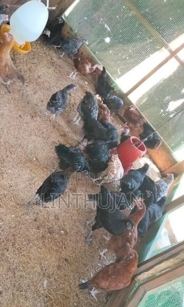 Chickens