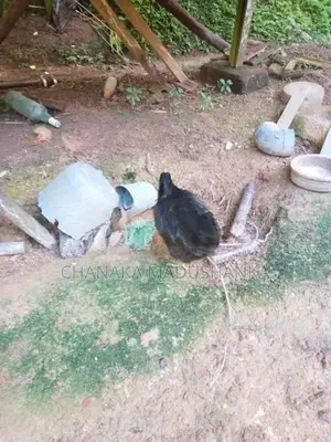 6 Month Chickens