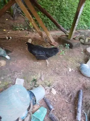 6 Month Chickens