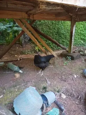 6 Month Chickens
