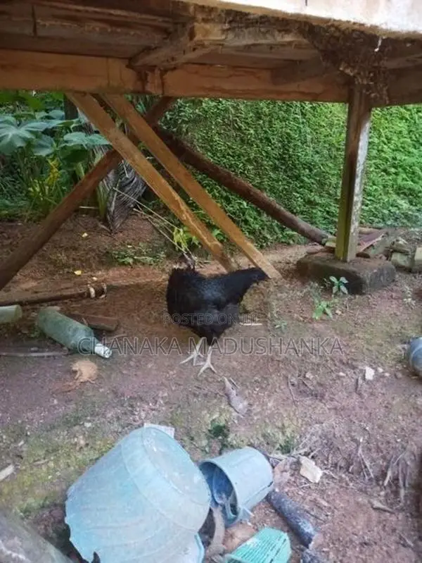 6 Month Chickens