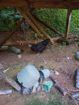 6 Month Chickens