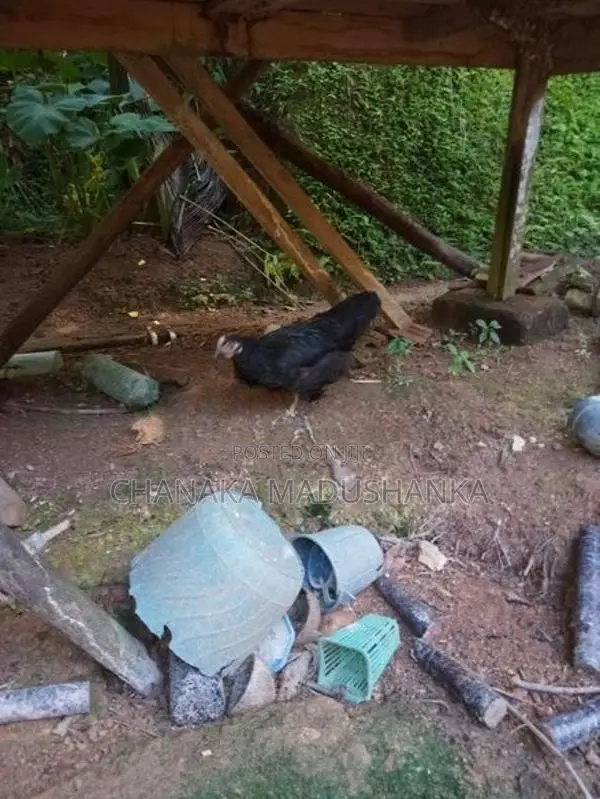 6 Month Chickens