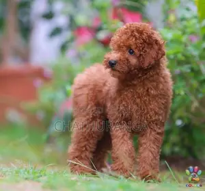 Toy Poodle