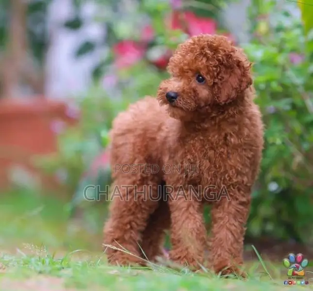 Toy Poodle
