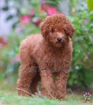 Toy Poodle