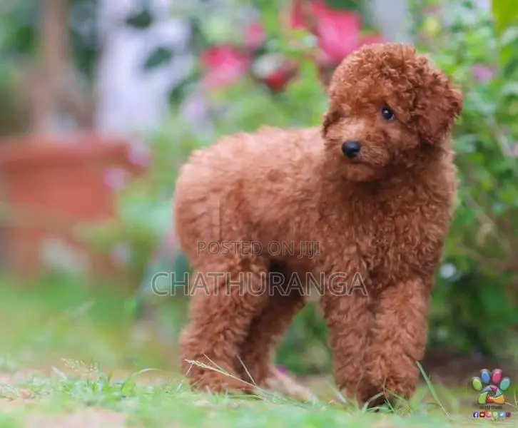 Toy Poodle