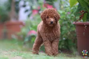 Toy Poodle