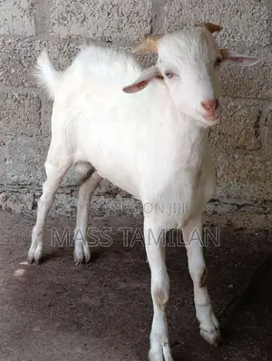 ஆட்டுக்கிடாய்