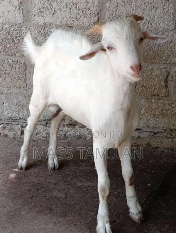ஆட்டுக்கிடாய்