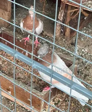 Samar Pigeon
