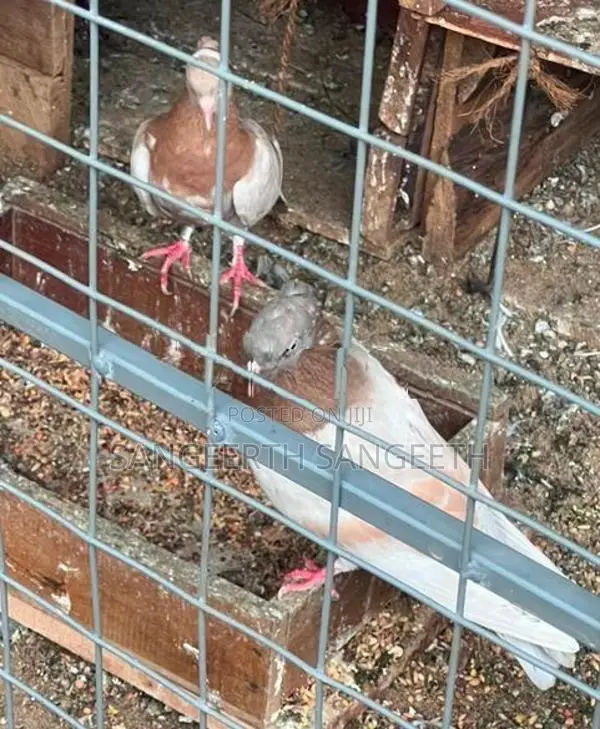 Samar Pigeon