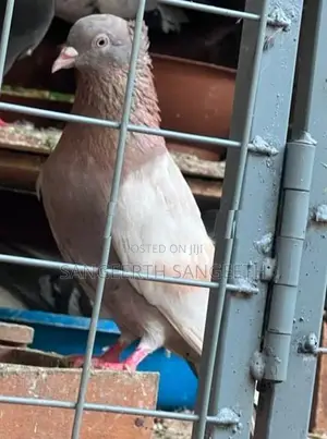 Samar Pigeon