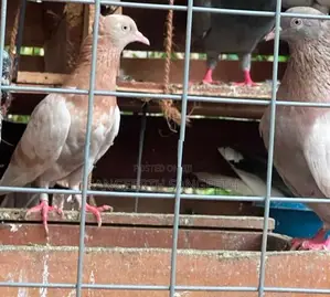 Samar Pigeon