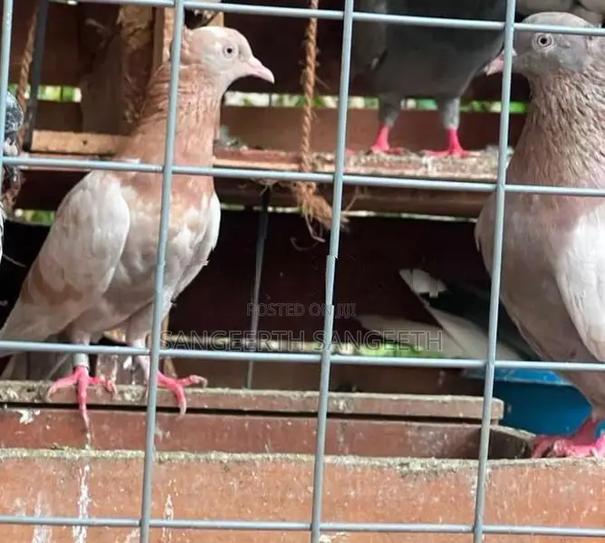 Samar Pigeon