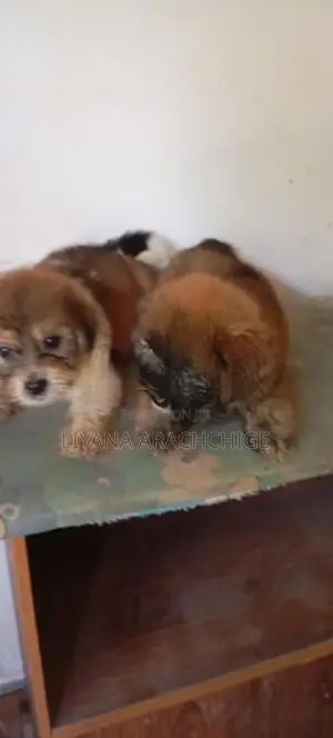 Tibetan Terrier Puppies