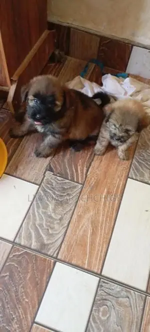 Tibetan Terrier Puppies