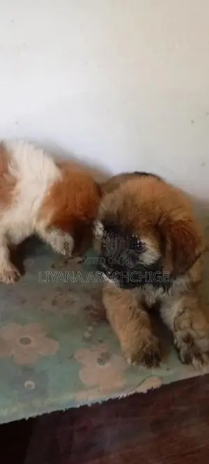 Tibetan Terrier Puppies