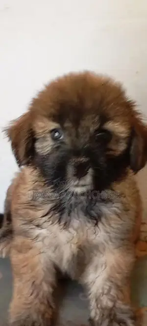 Tibetan Terrier Puppies