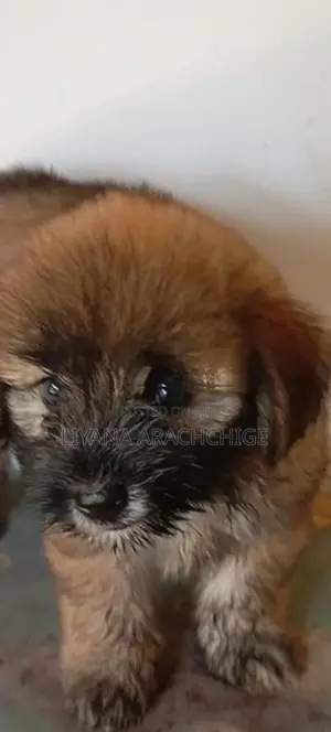 Tibetan Terrier Puppies