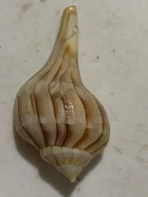 Walampuri