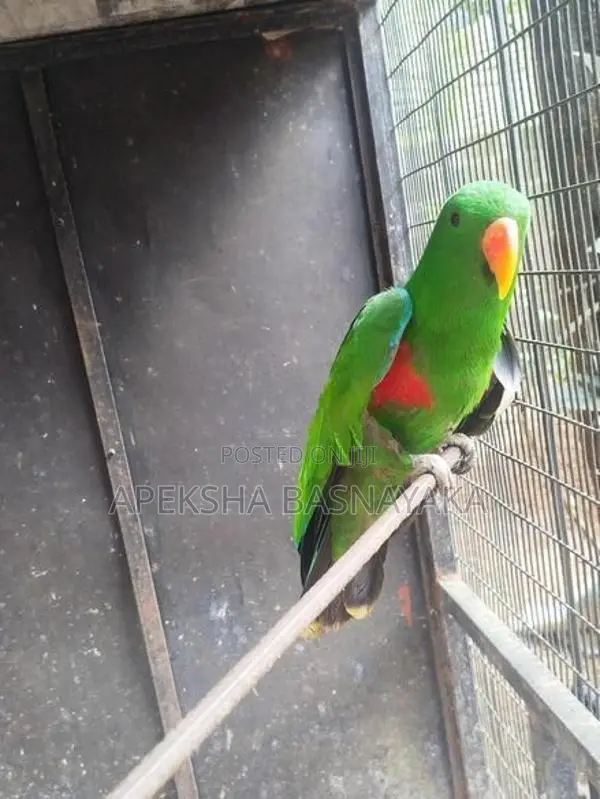 Eclectus Parrot 2 Pairs Panagoda